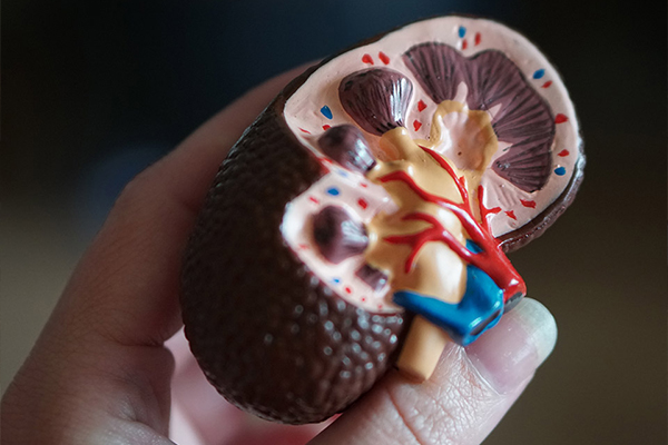 model of a kidney